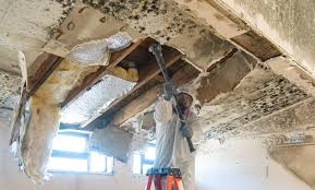 Mold Remediation for Vacation Homes in Vamo, FL